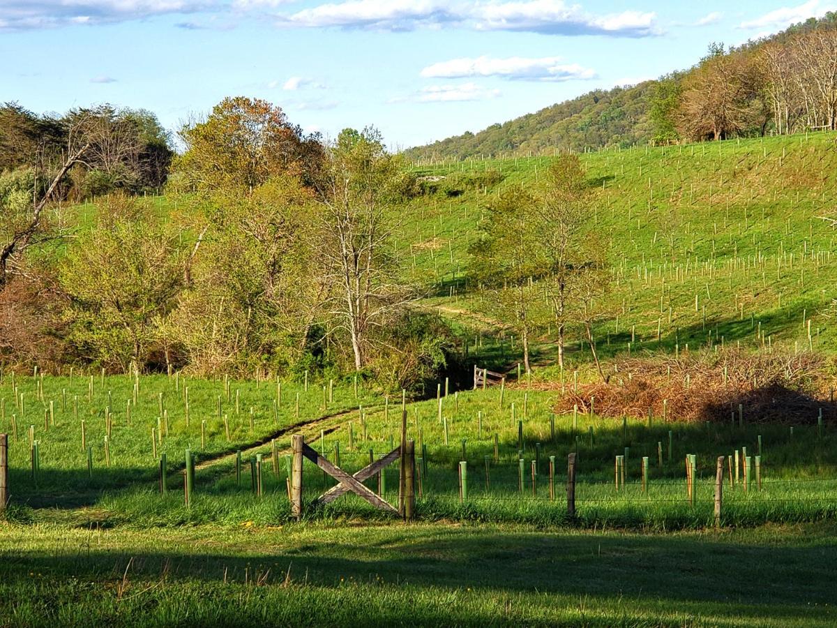 Вілла Walnut Run Farm Woodville Екстер'єр фото